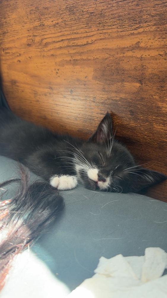 Apollo, Adoptable, Kitten Male Domestic Short Hair.