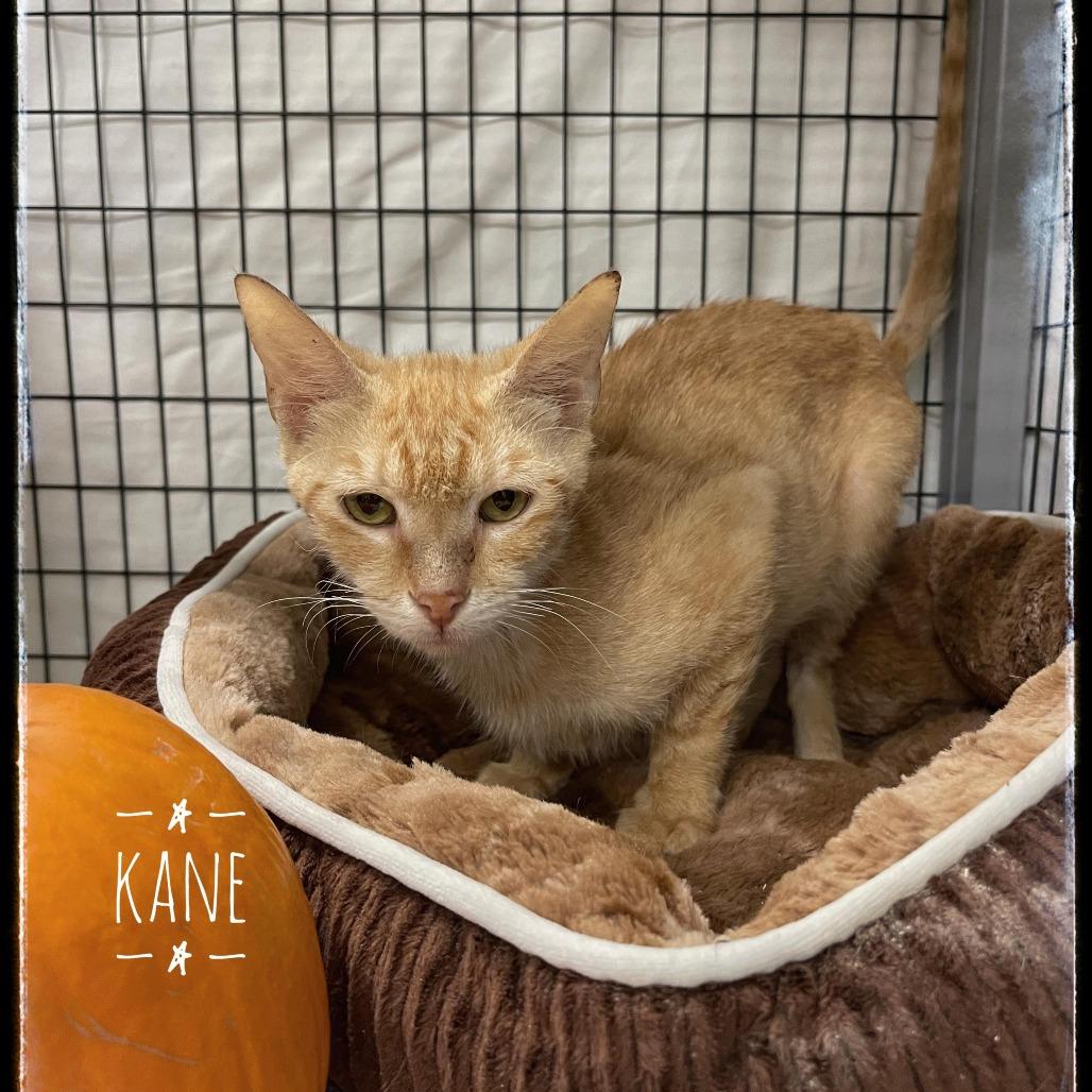 Enlarge Kane, a Adoptable Domestic Short Hair in Sarasota, FL image 1/6