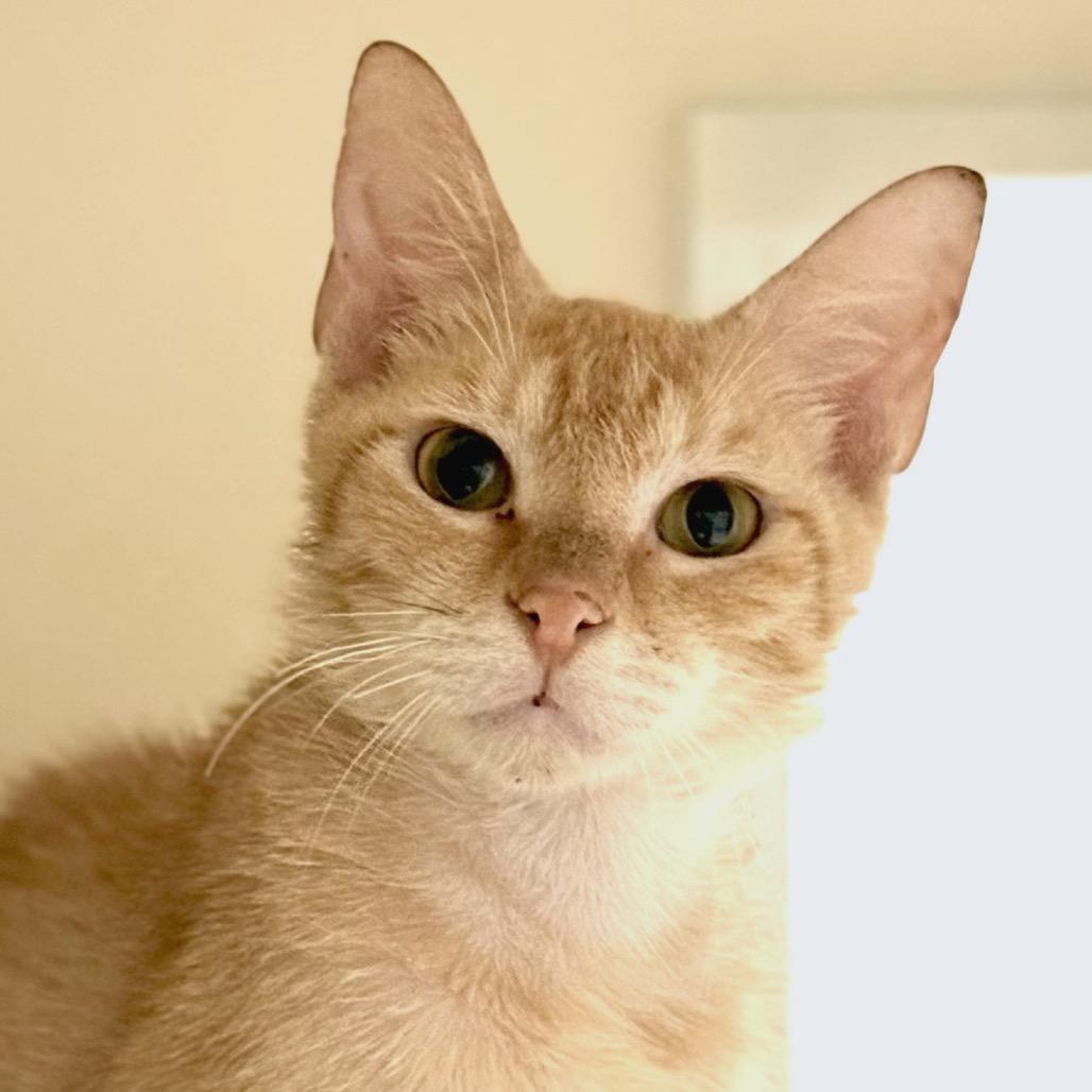 Enlarge Kane, a Adoptable Domestic Short Hair in Sarasota, FL image 2/6