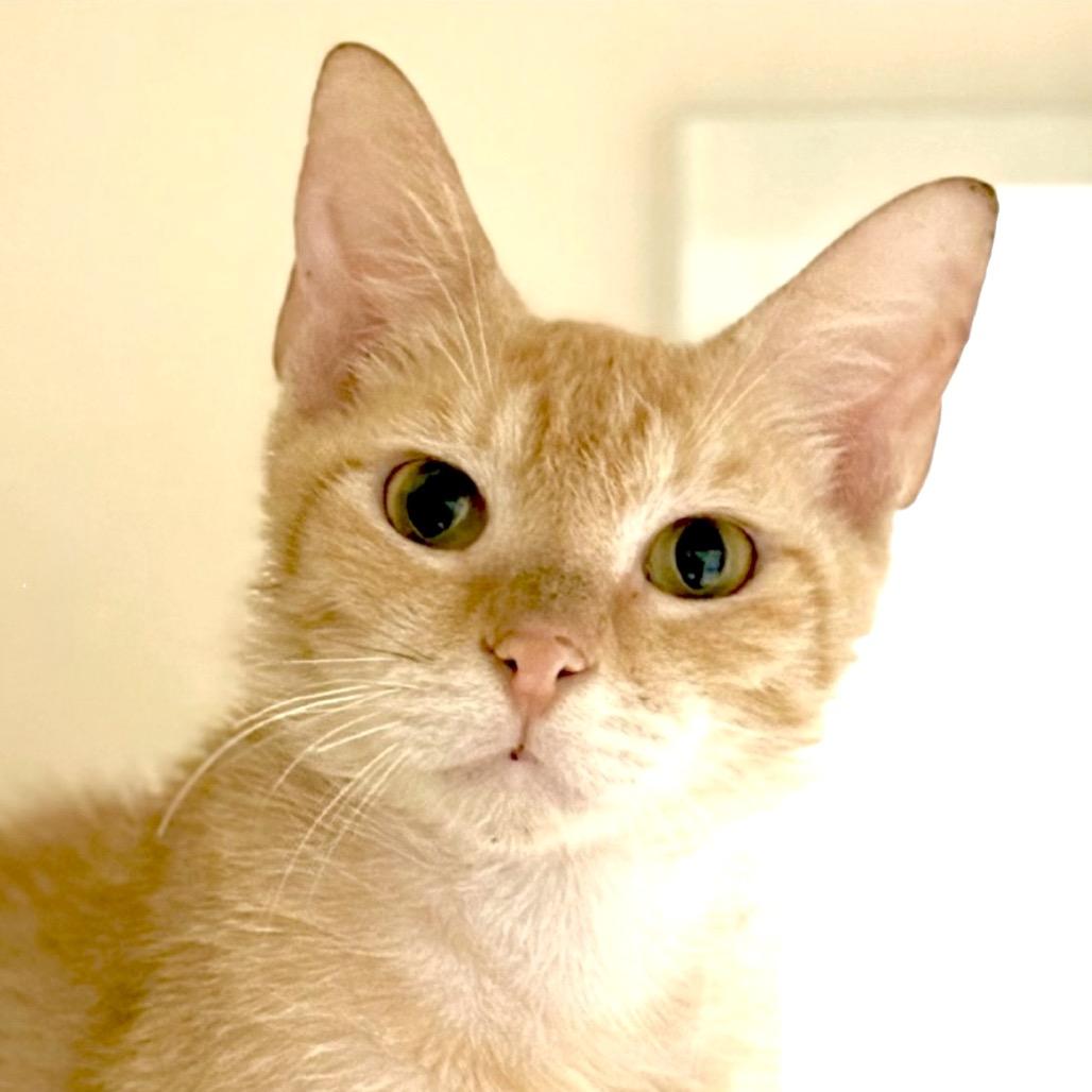 Enlarge Kane, a Adoptable Domestic Short Hair in Sarasota, FL image 3/6