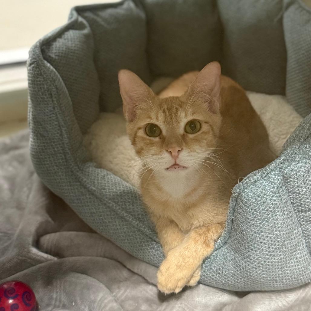 Enlarge Kane, a Adoptable Domestic Short Hair in Sarasota, FL image 4/6