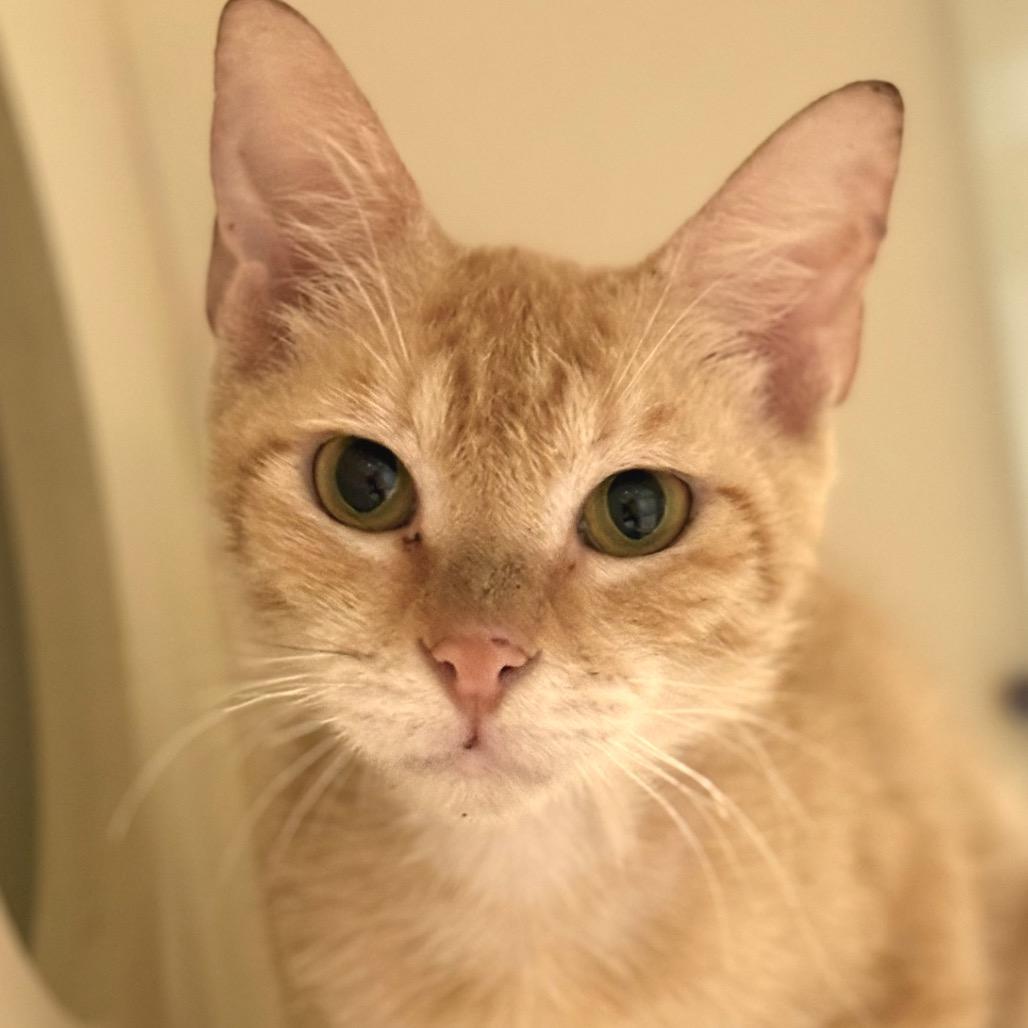 Enlarge Kane, a Adoptable Domestic Short Hair in Sarasota, FL image 5/6