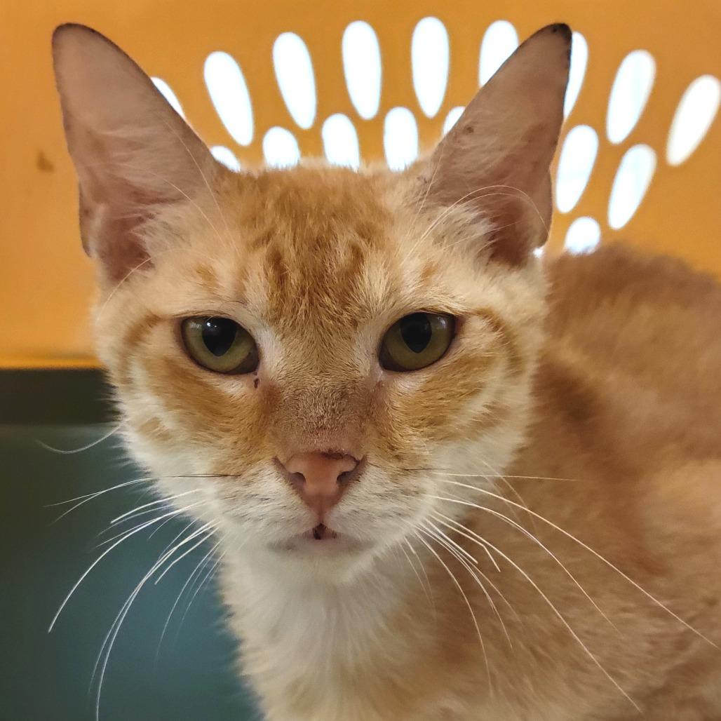 Enlarge Kane, a Adoptable Domestic Short Hair in Sarasota, FL image 6/6