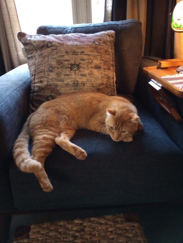Enlarge Jack the Car Cat!, an adopted Domestic Short Hair in Eagle Point, OR image 1/6