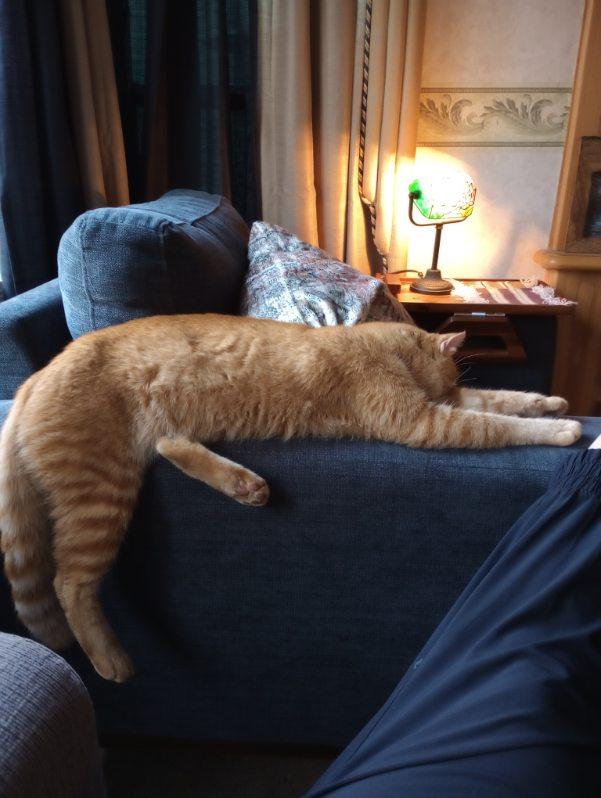 Enlarge Jack the Car Cat!, an adopted Domestic Short Hair in Eagle Point, OR image 2/6