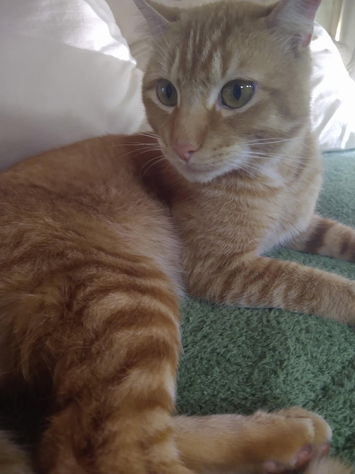 Enlarge Jack the Car Cat!, an adopted Domestic Short Hair in Eagle Point, OR image 6/6