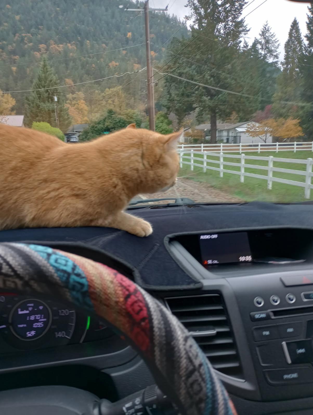 Jack the Car Cat!, adopted, Young Male Domestic Short Hair.