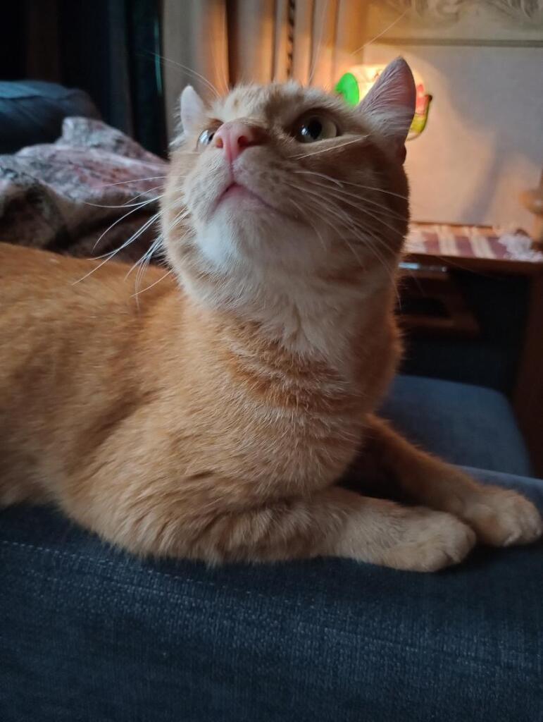 Enlarge Jack the Car Cat!, an adopted Domestic Short Hair in Eagle Point, OR image 4/6