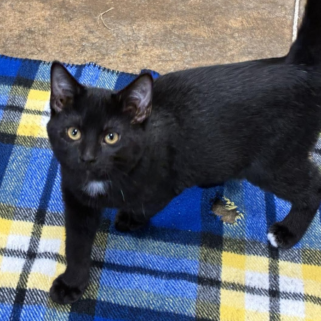 Mr. Green, Adoptable, Kitten Male Domestic Short Hair.