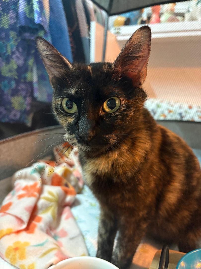 Tori, a Adoptable Domestic Short Hair in Antioch, CA image 1/3