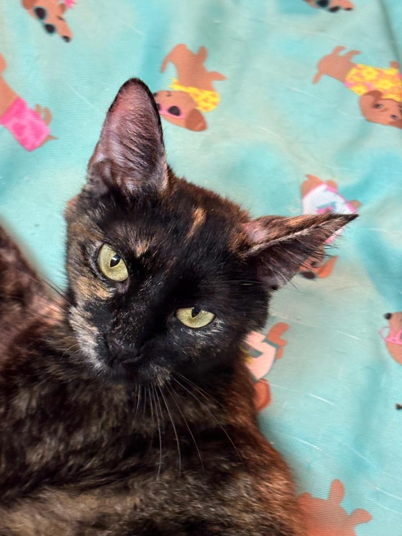 Tori, a Adoptable Domestic Short Hair in Antioch, CA image 2/3
