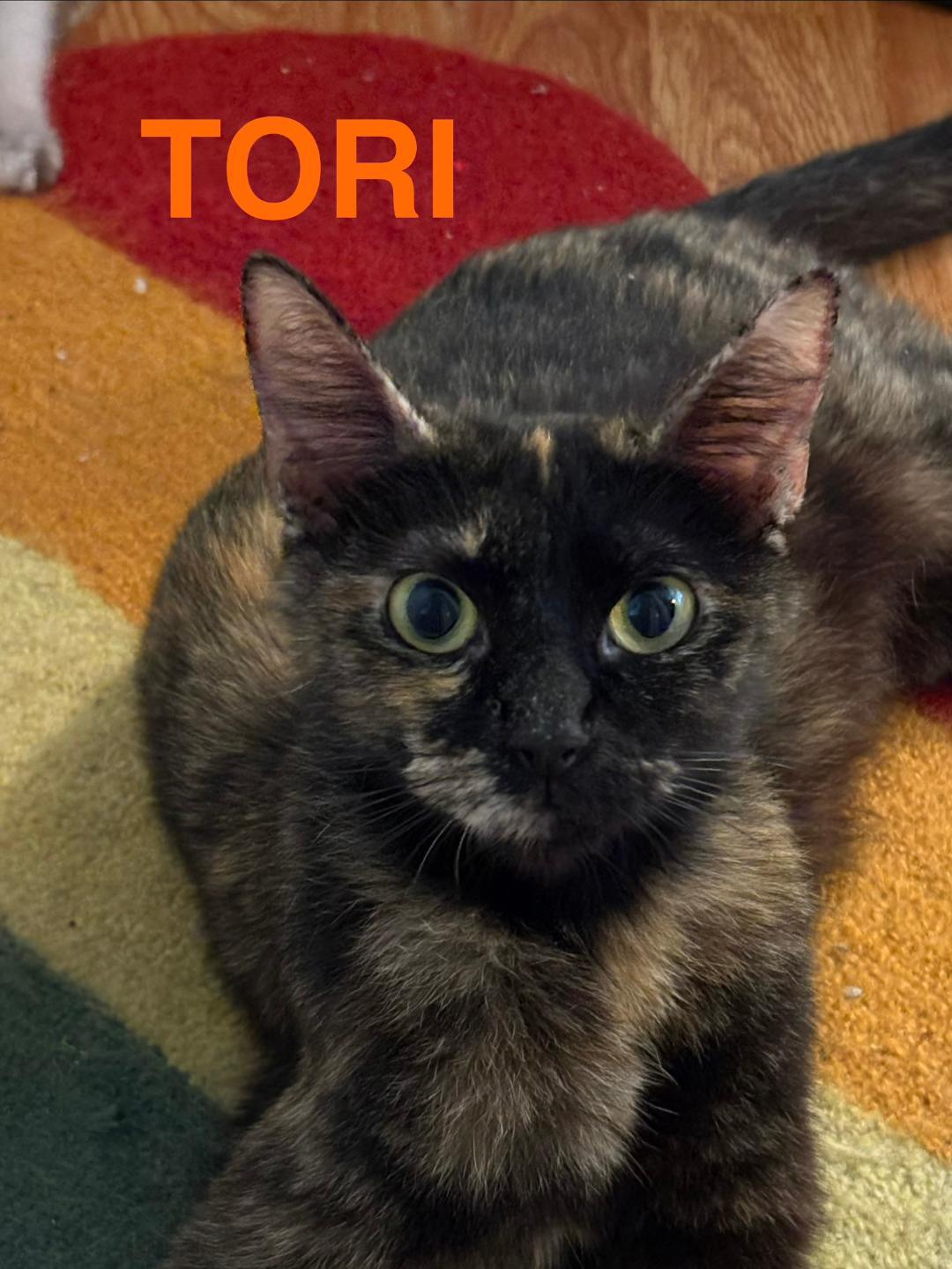 Tori, a Adoptable Domestic Short Hair in Antioch, CA image 3/3