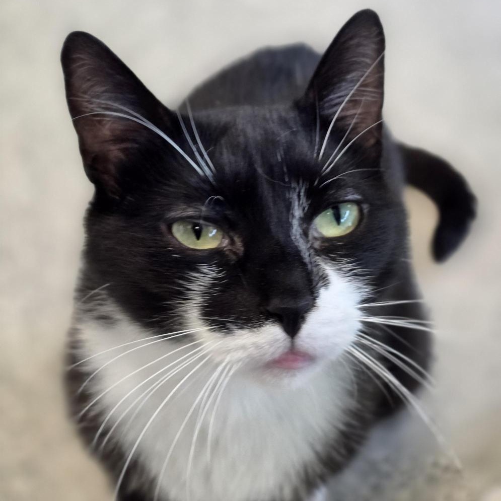 Barclay, ADOPTABLE, Young Female Domestic Short Hair.