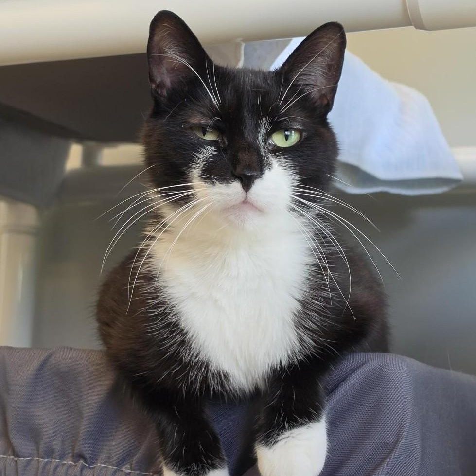 Barclay, ADOPTABLE, Young Female Domestic Short Hair.
