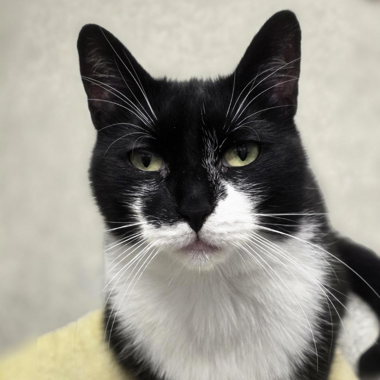 Barclay, Adoptable, Young Female Domestic Short Hair.