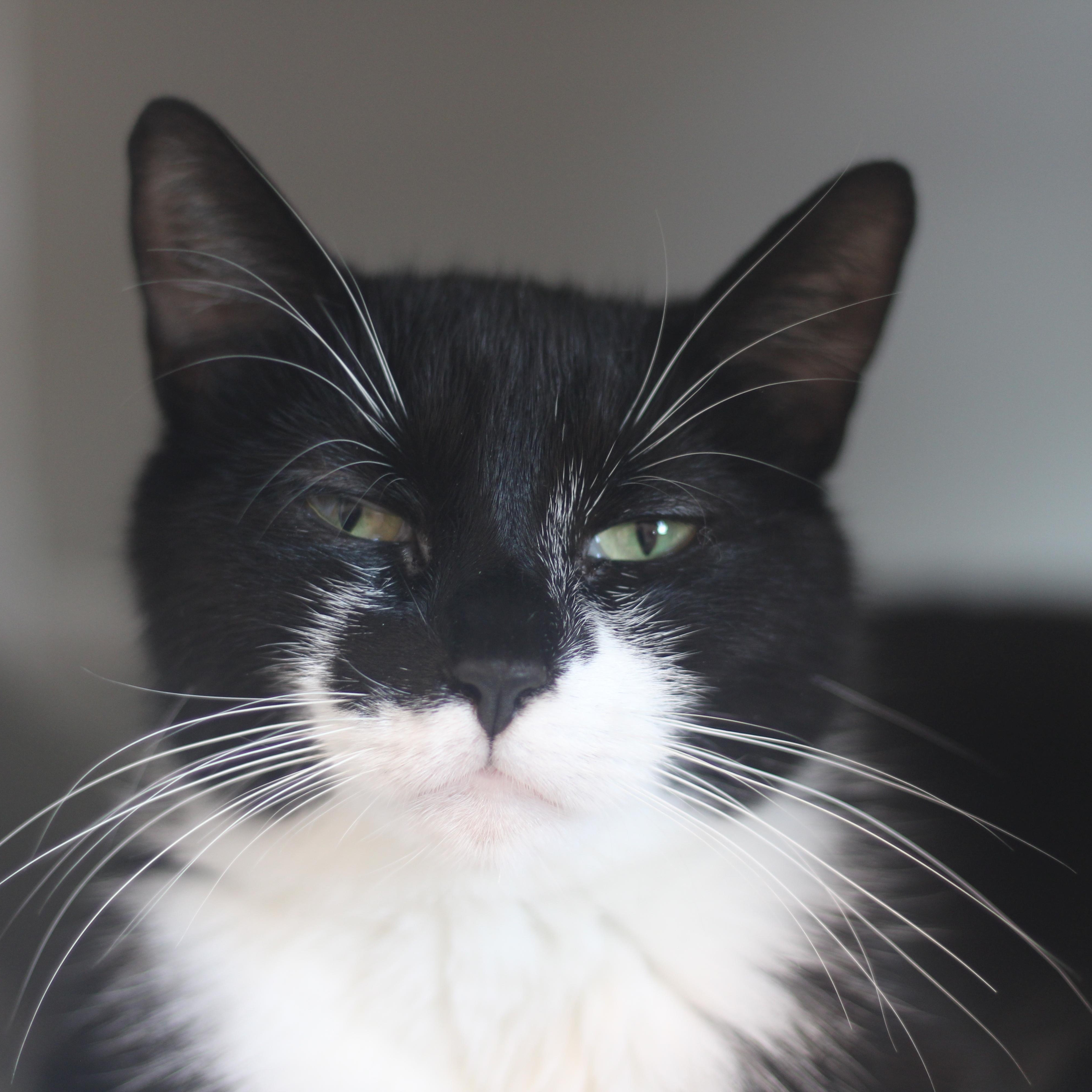 Barclay, a ADOPTABLE Domestic Short Hair in Cooperstown, NY image 2/5