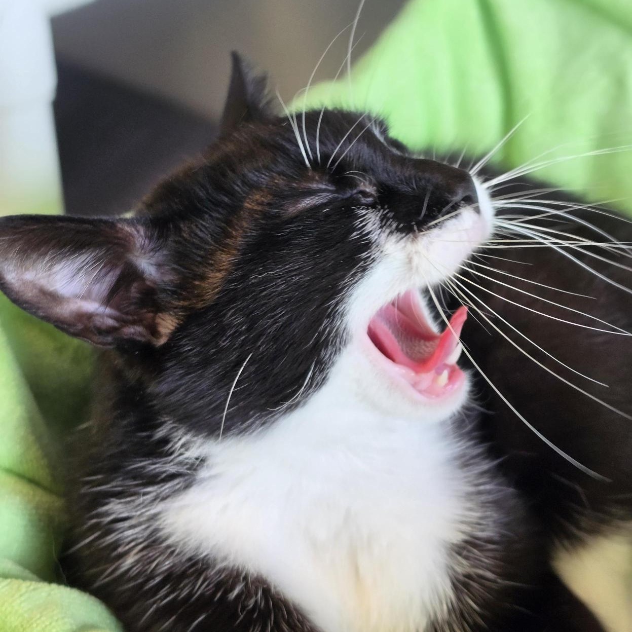 Barclay, a ADOPTABLE Domestic Short Hair in Cooperstown, NY image 3/5