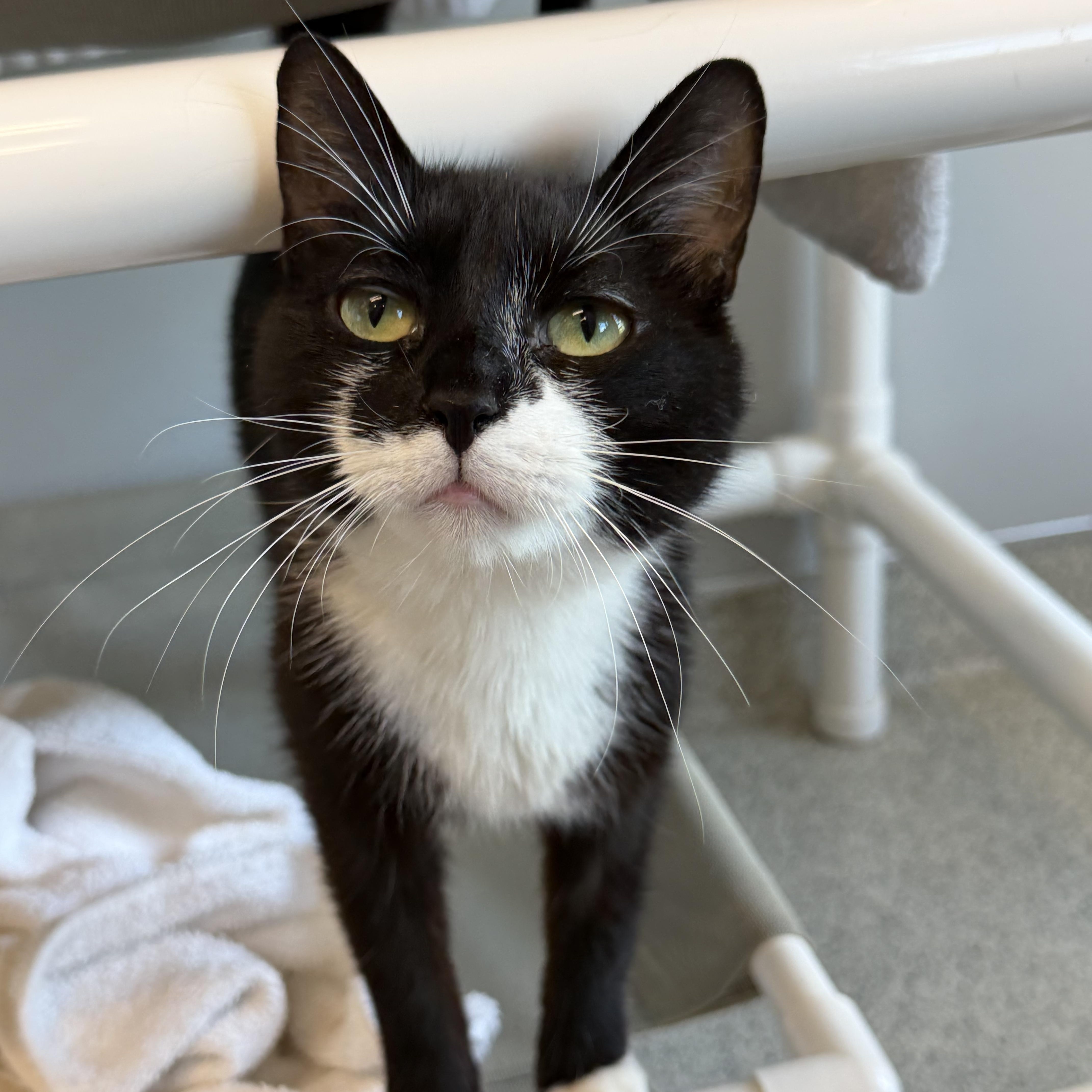 Barclay, a ADOPTABLE Domestic Short Hair in Cooperstown, NY image 5/5