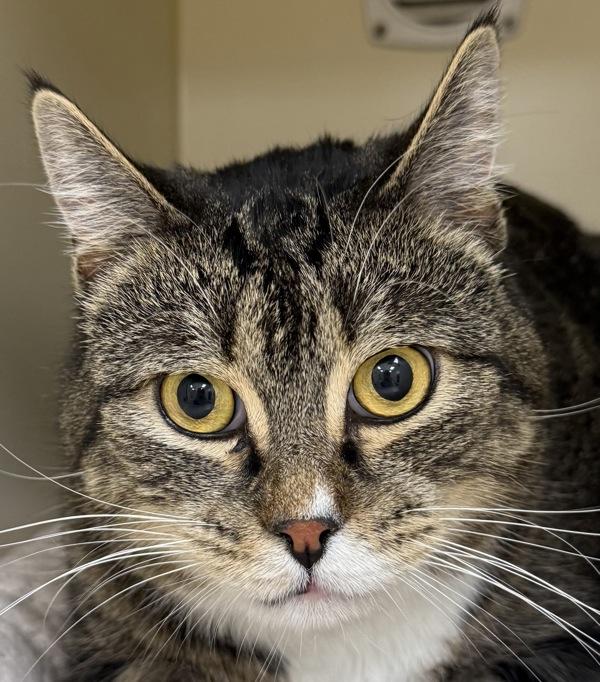 August, Adoptable, Adult Male Domestic Short Hair.