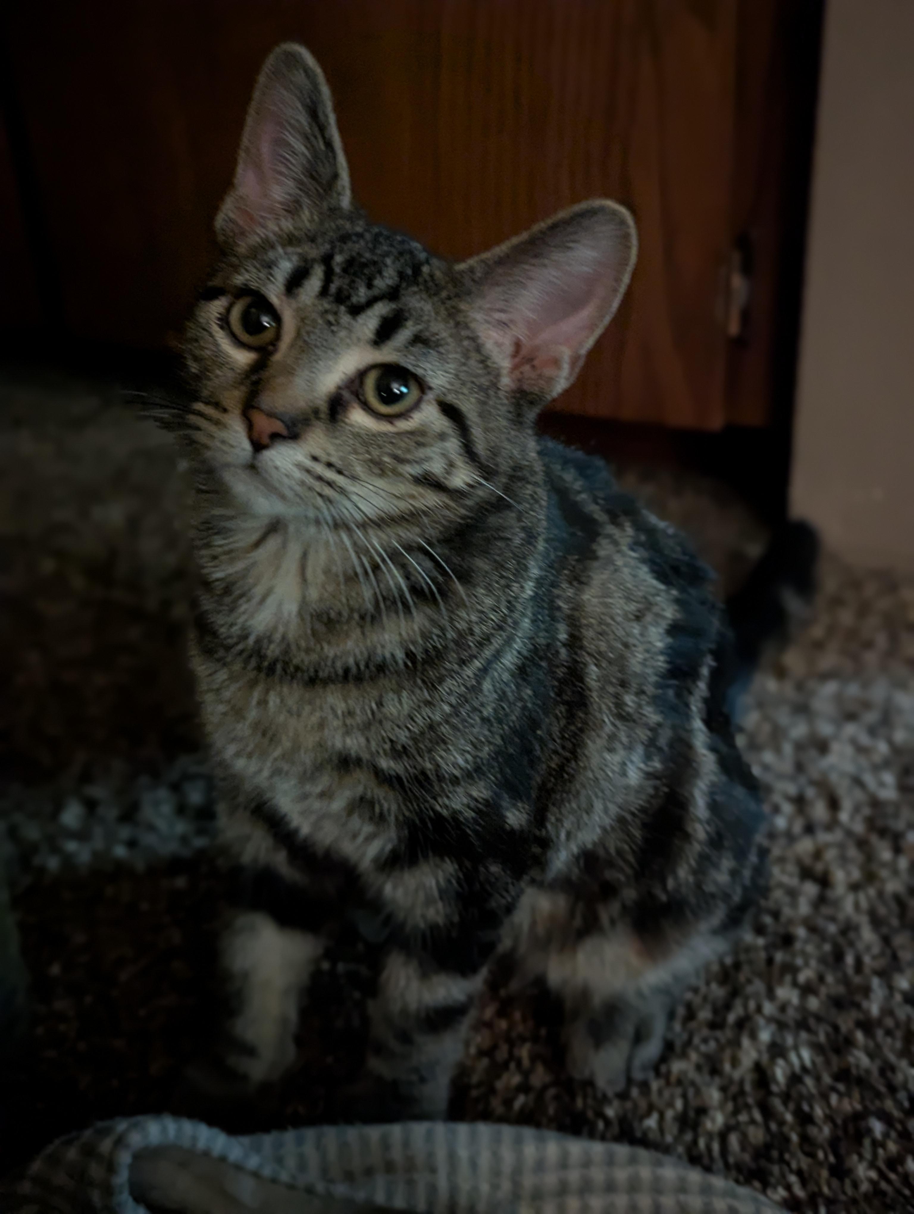 Grady, ADOPTABLE, Kitten Male Domestic Short Hair.