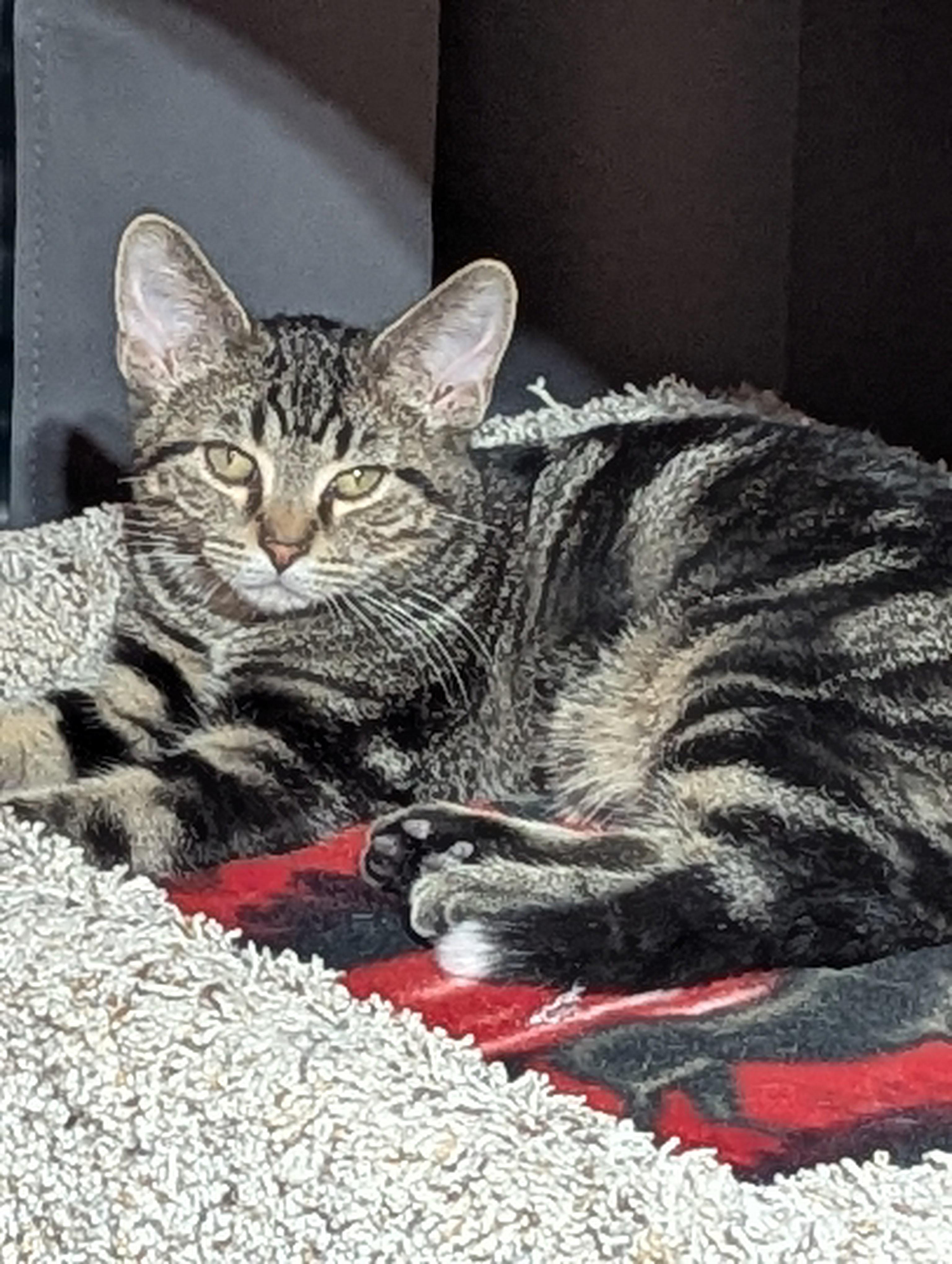 Enlarge Grady, a ADOPTABLE Domestic Short Hair in Medford, WI image 2/2