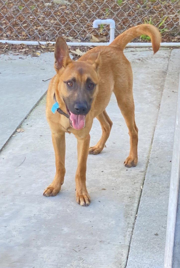 Enlarge Valentino, a Adoptable mixed breed in San Diego, CA image 1/3