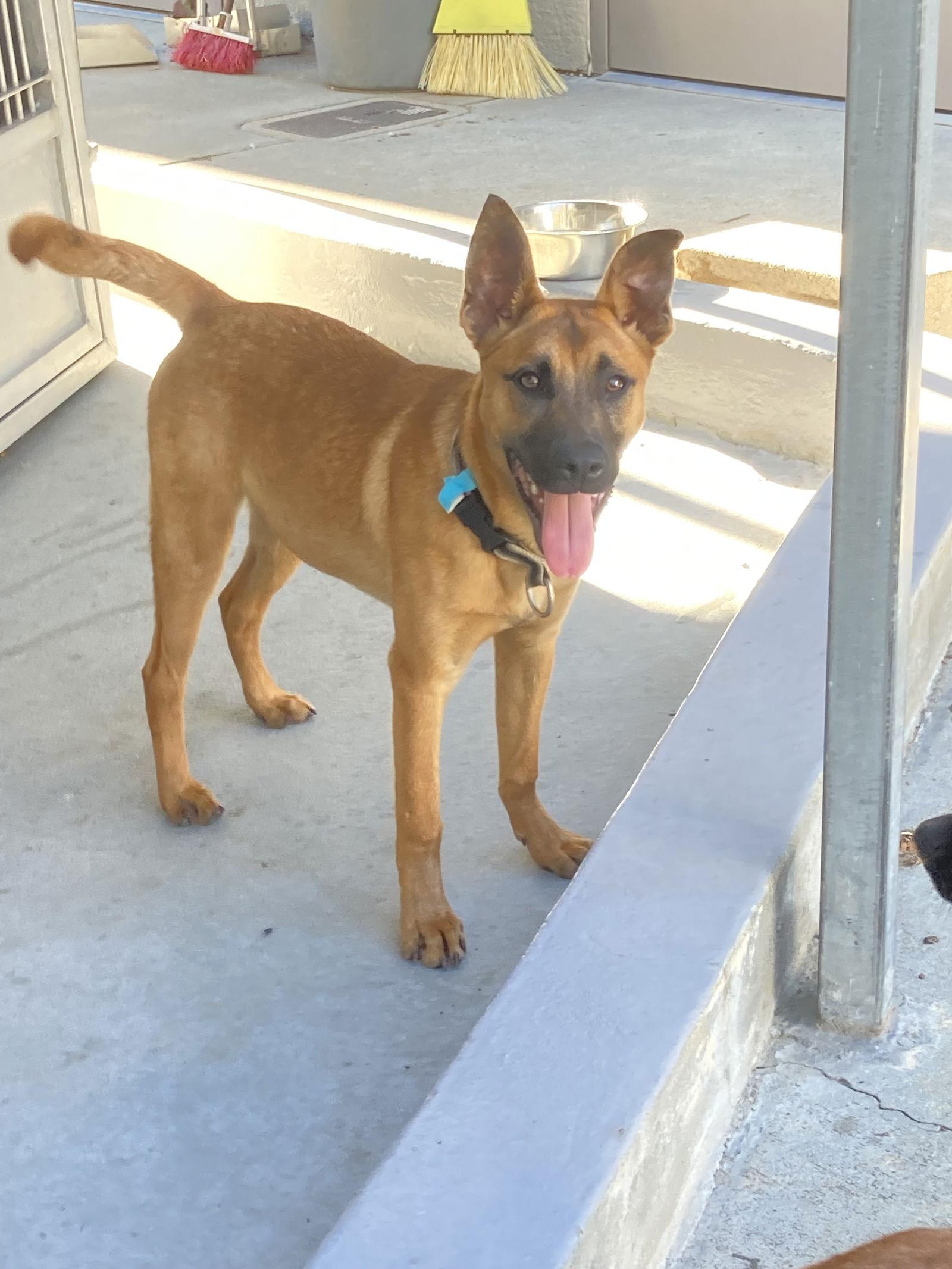 Enlarge Valentino, a Adoptable mixed breed in San Diego, CA image 2/3