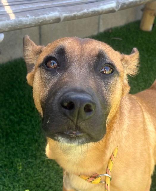 Enlarge Valentino, a Adoptable mixed breed in San Diego, CA image 3/3