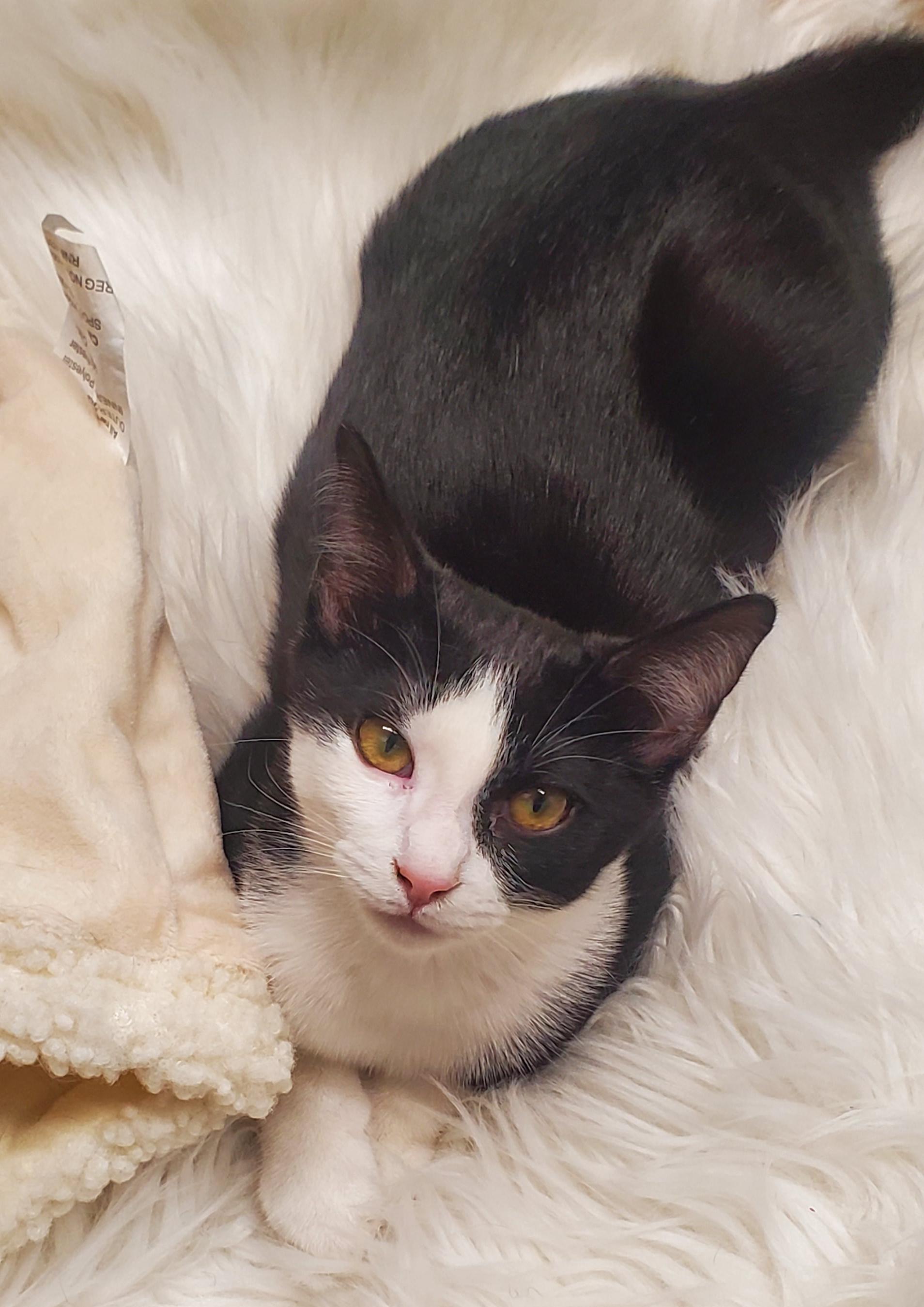 Socks, a Adoptable mixed breed in Hermosa Beach, CA image 2/4