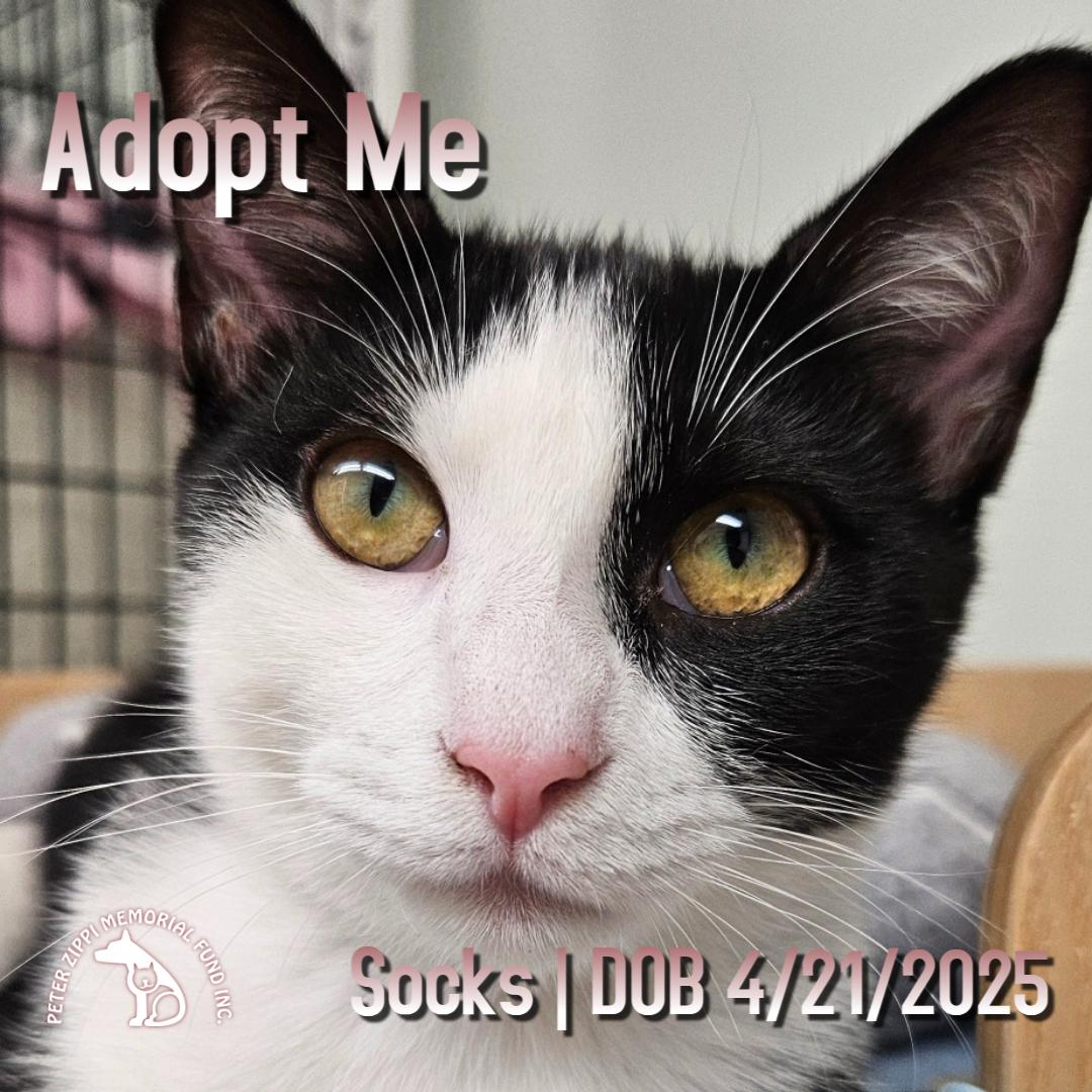 Socks, Adoptable, Young Female Domestic Short Hair & American Shorthair.