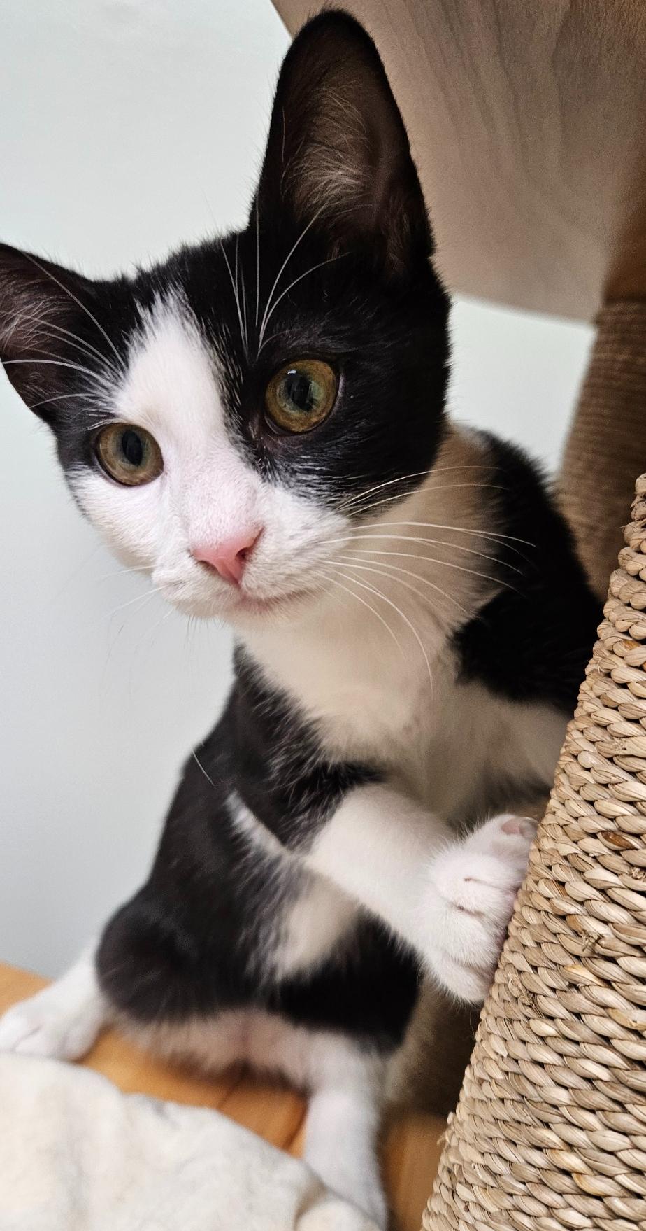 Socks, a Adoptable mixed breed in Hermosa Beach, CA image 3/4