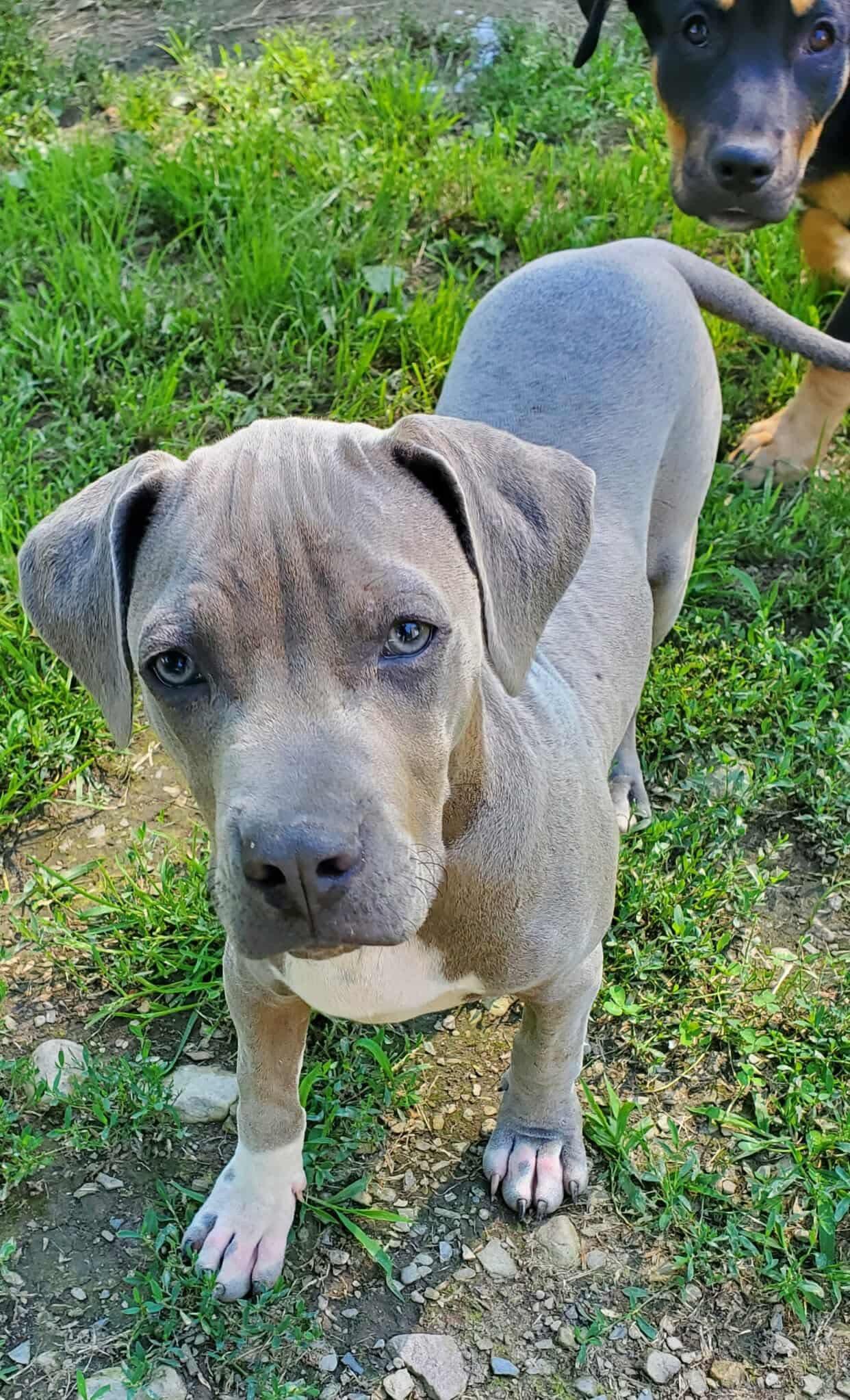 Rascal 2