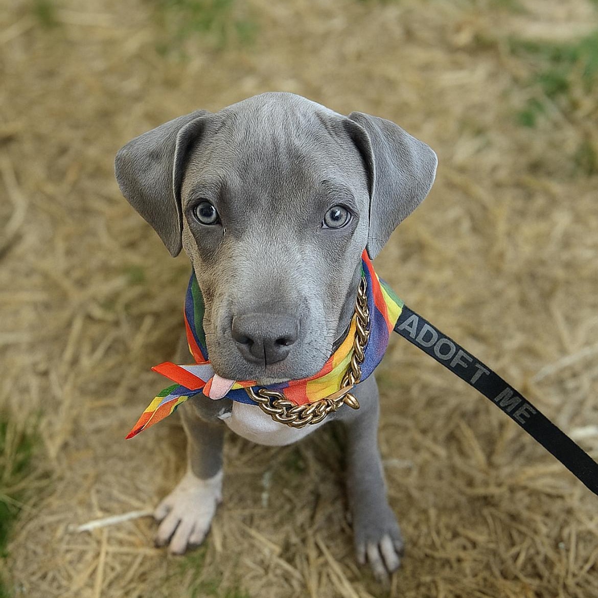 Rascal