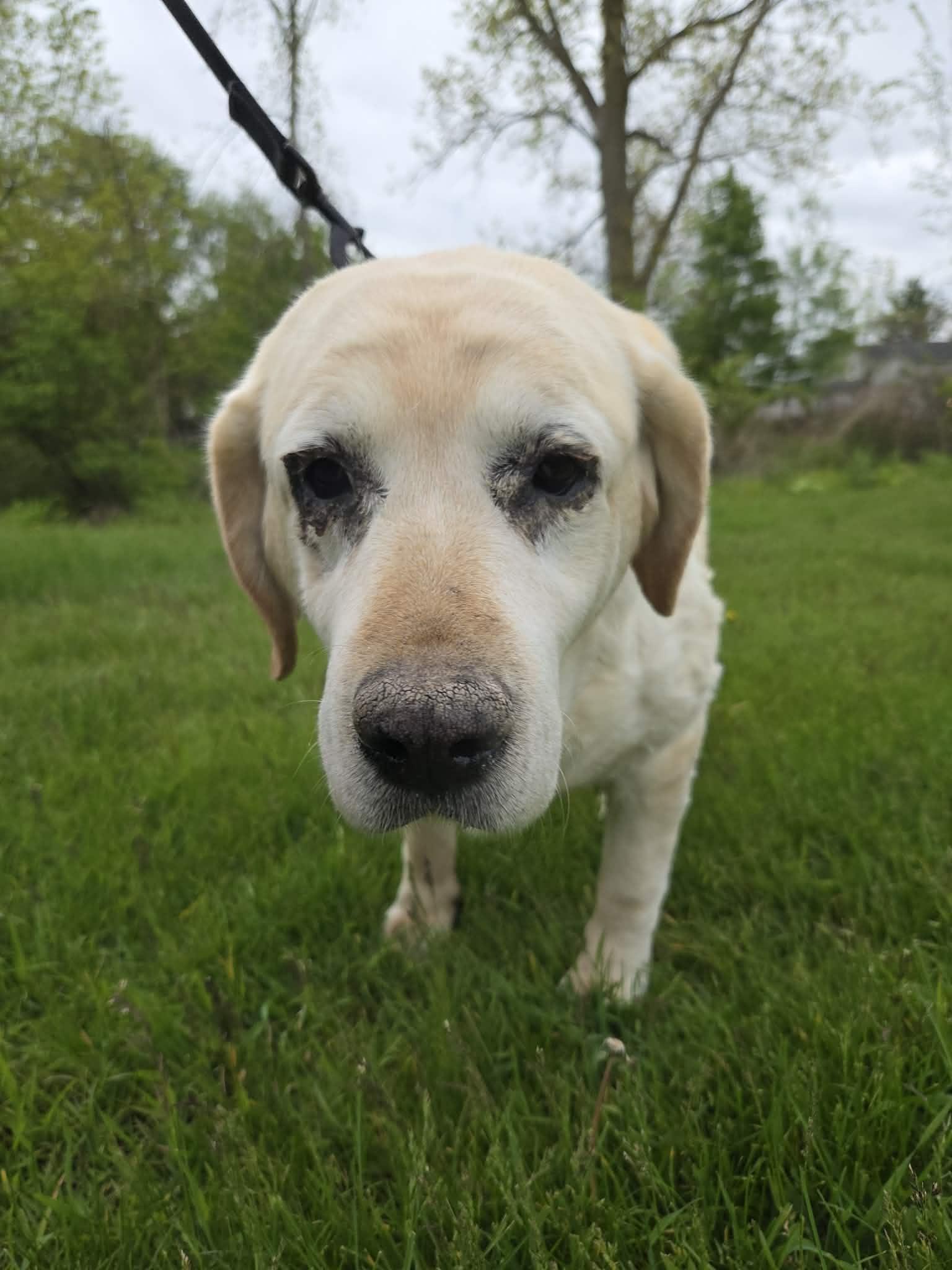 Enlarge Sophie Sue-Not Accepting Applications Yet!, an adoptable Yellow Labrador Retriever in Medina, OH image 1/3