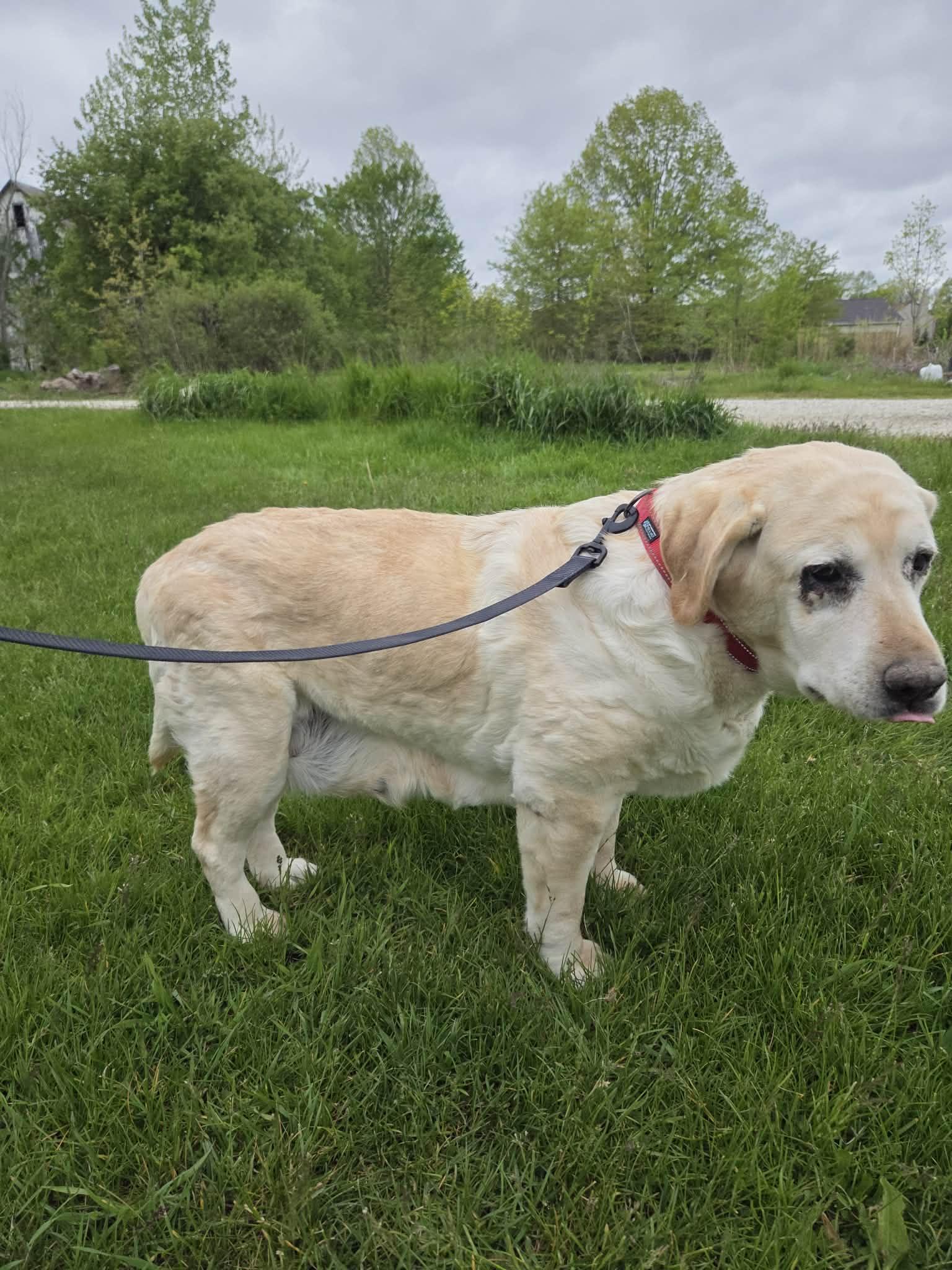 Enlarge Sophie Sue-Not Accepting Applications Yet!, an adoptable Yellow Labrador Retriever in Medina, OH image 2/3