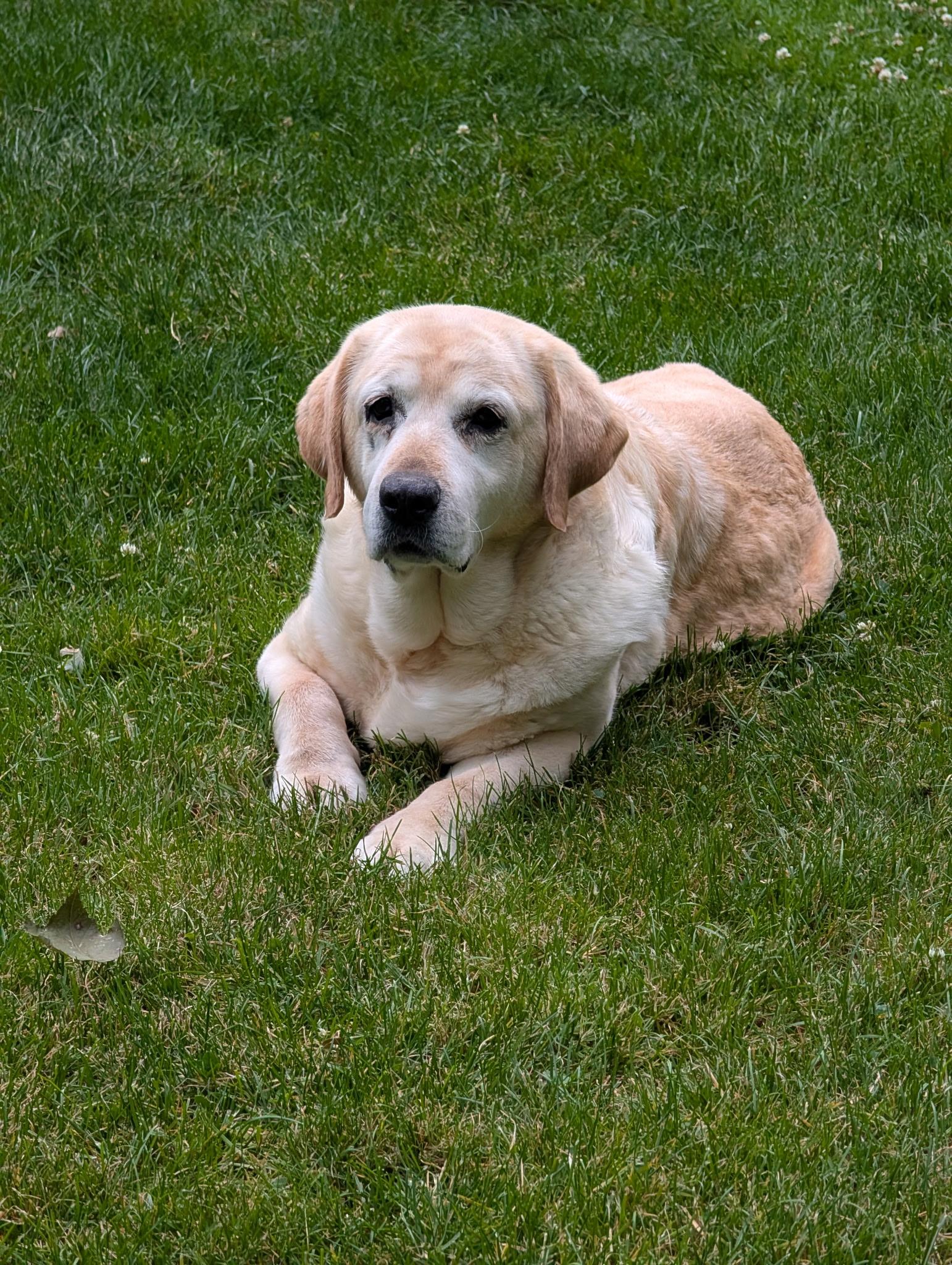 Sophie Sue, adoptable, Adult Female Yellow Labrador Retriever.