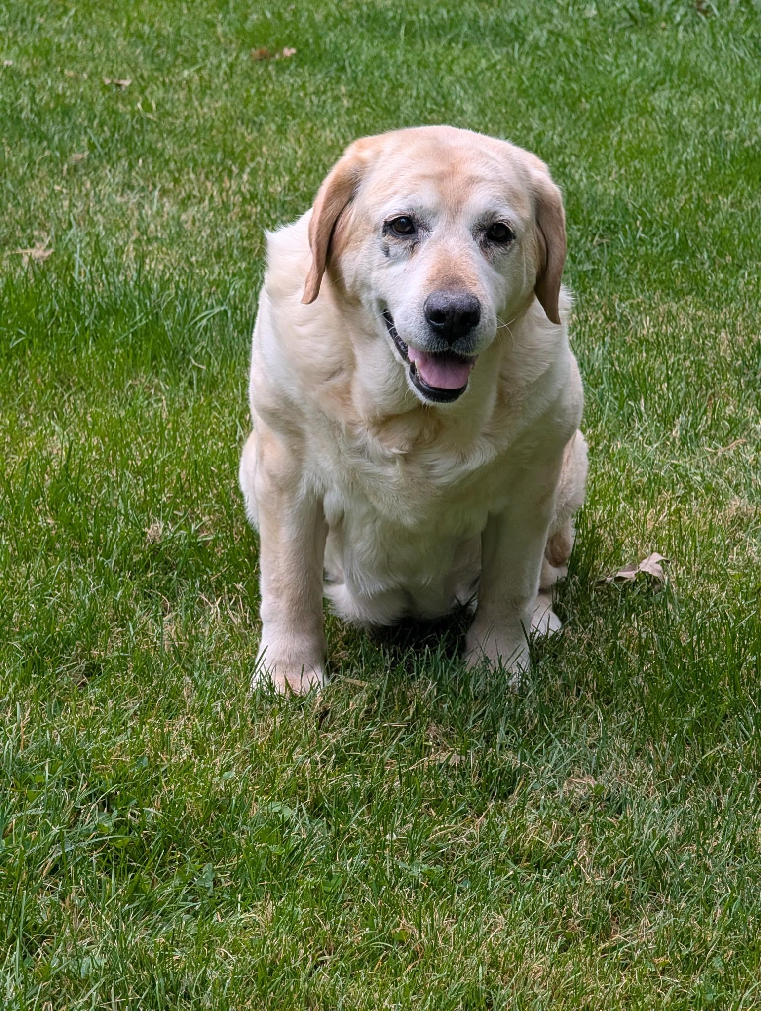 Enlarge Sophie Sue, an adoptable Yellow Labrador Retriever in Medina, OH image 2/4