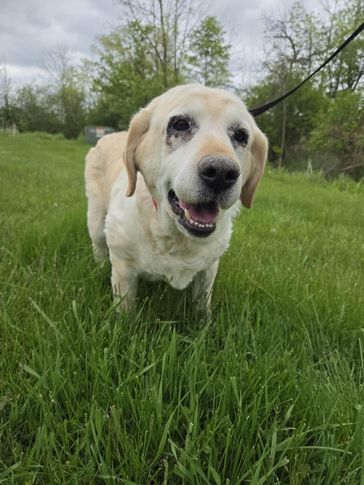 Enlarge Sophie Sue-Not Accepting Applications Yet!, an adoptable Yellow Labrador Retriever in Medina, OH image 3/3