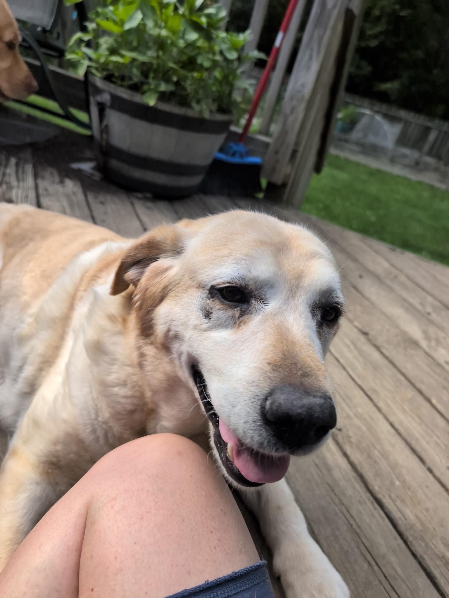 Enlarge Sophie Sue, an adoptable Yellow Labrador Retriever in Medina, OH image 3/4