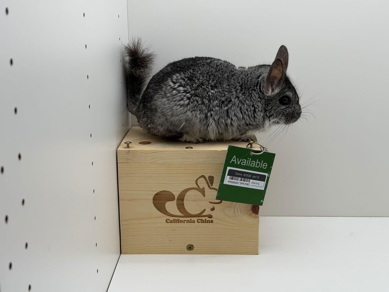 Enlarge Timmy, a Adoptable Chinchilla in Sunnyvale, CA image 1/3