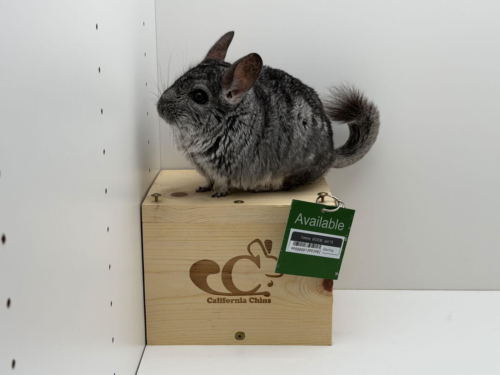 Timmy, Adoptable, Senior Male Chinchilla.