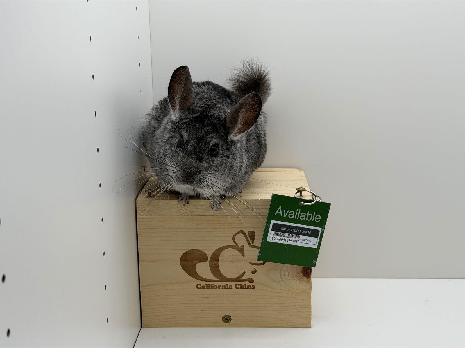 Enlarge Timmy, a Adoptable Chinchilla in Sunnyvale, CA image 3/3