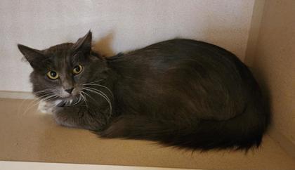 Vaughn, ADOPTABLE, Adult Male Domestic Medium Hair.