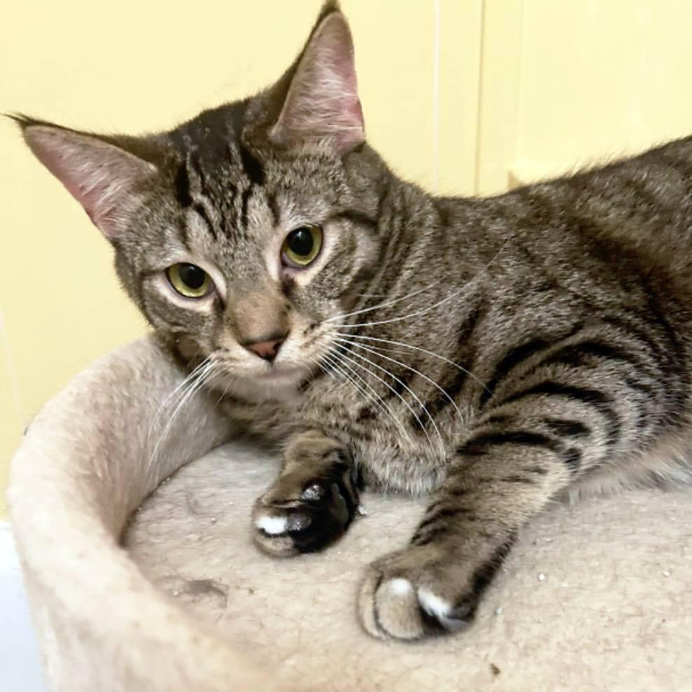 Pot Sticker, a Adoptable Domestic Short Hair in Pittsburgh, PA image 2/3