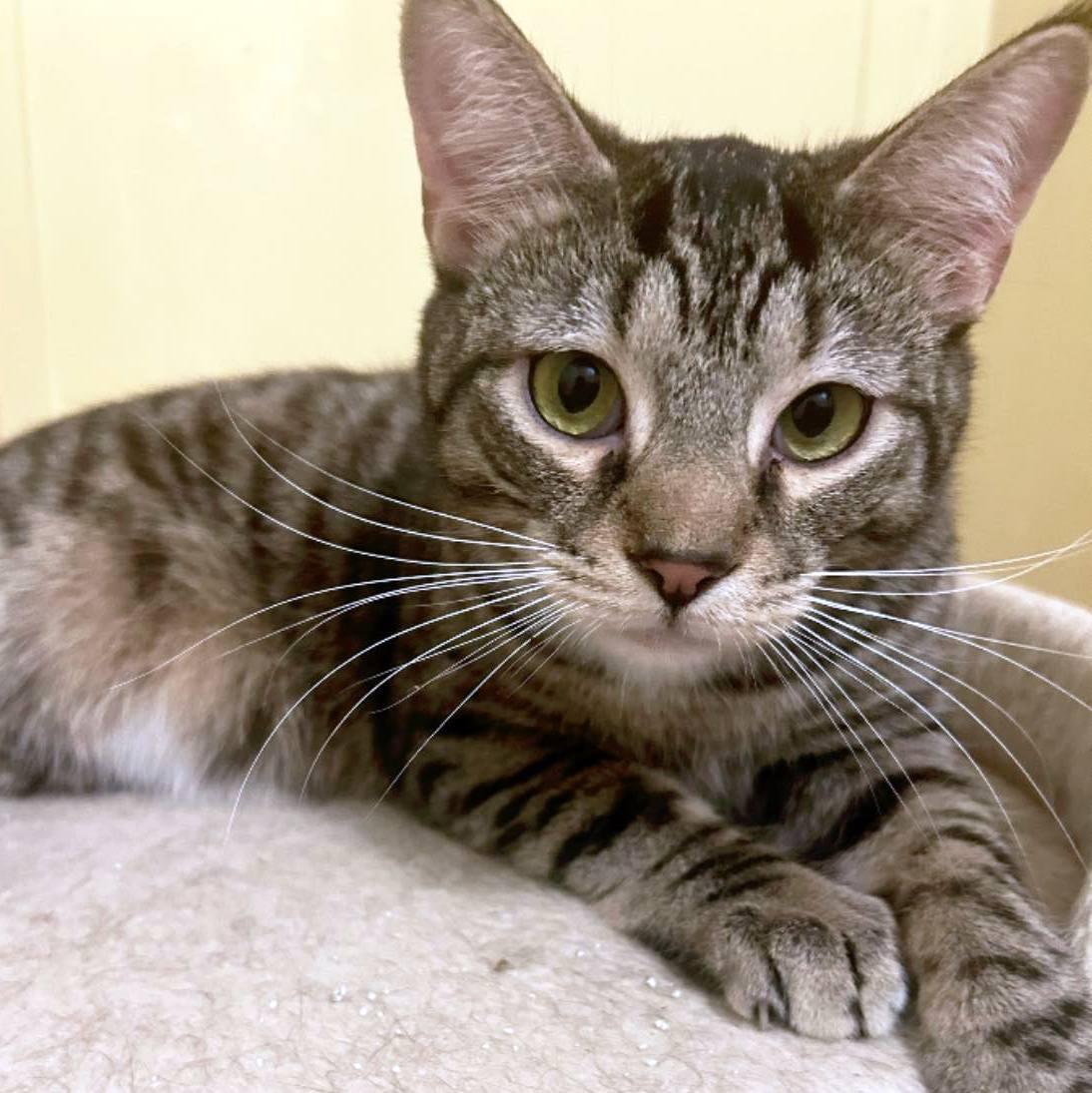 Pot Sticker, a Adoptable Domestic Short Hair in Pittsburgh, PA image 1/3