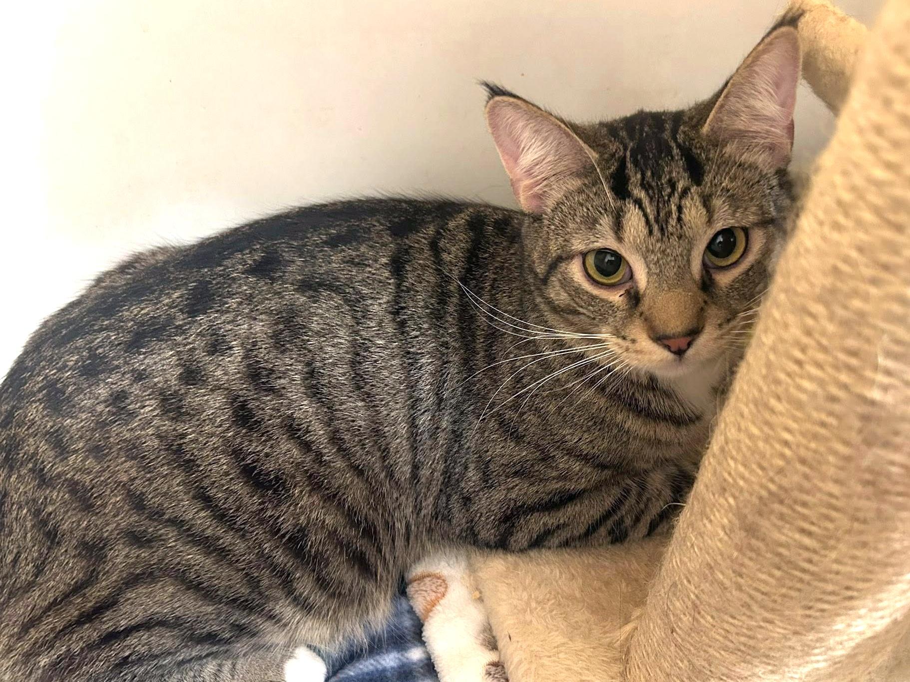 Pot Sticker, a Adoptable Domestic Short Hair in Pittsburgh, PA image 3/3