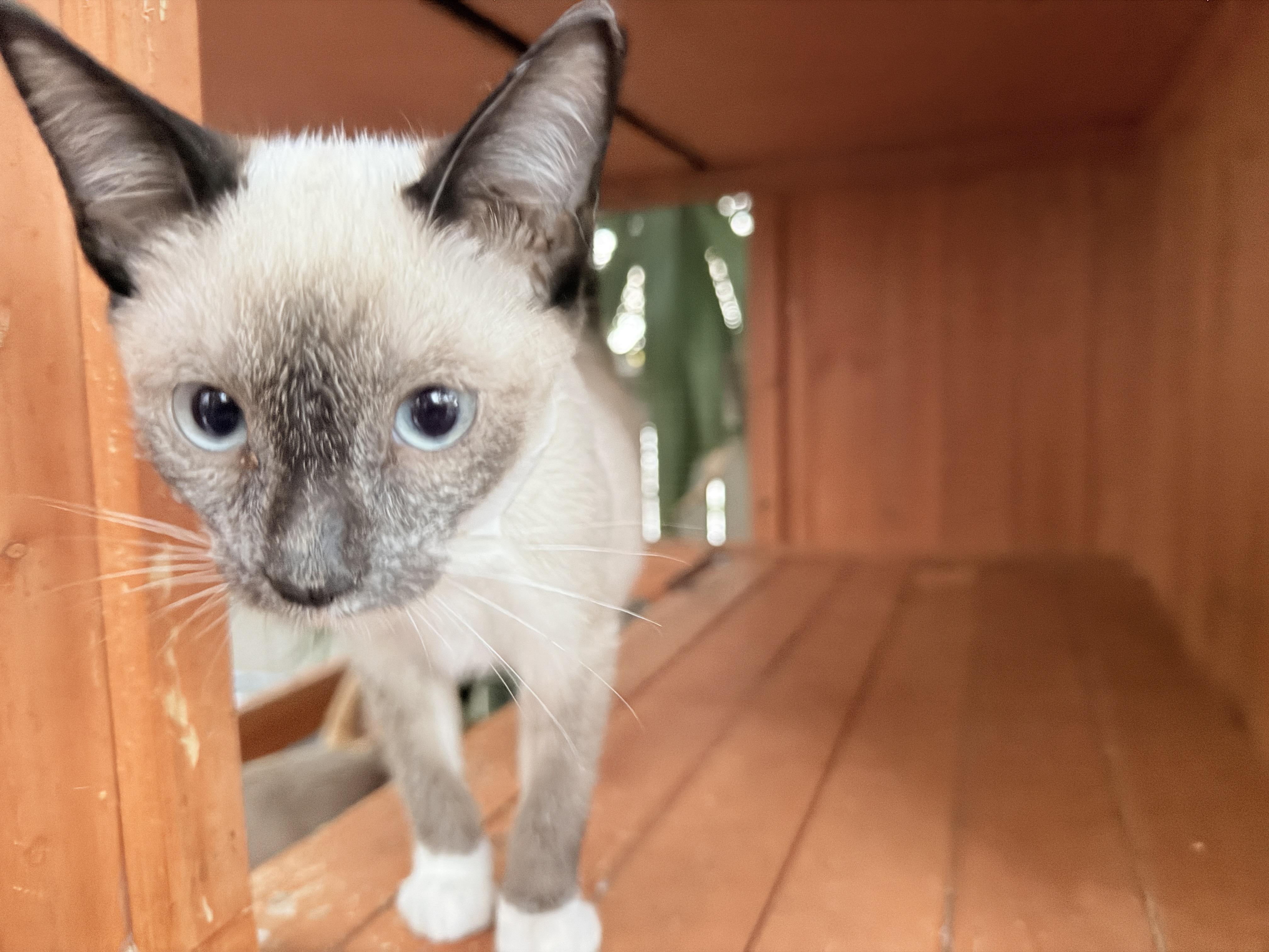 Jacob, adoptable, Kitten Male Siamese.