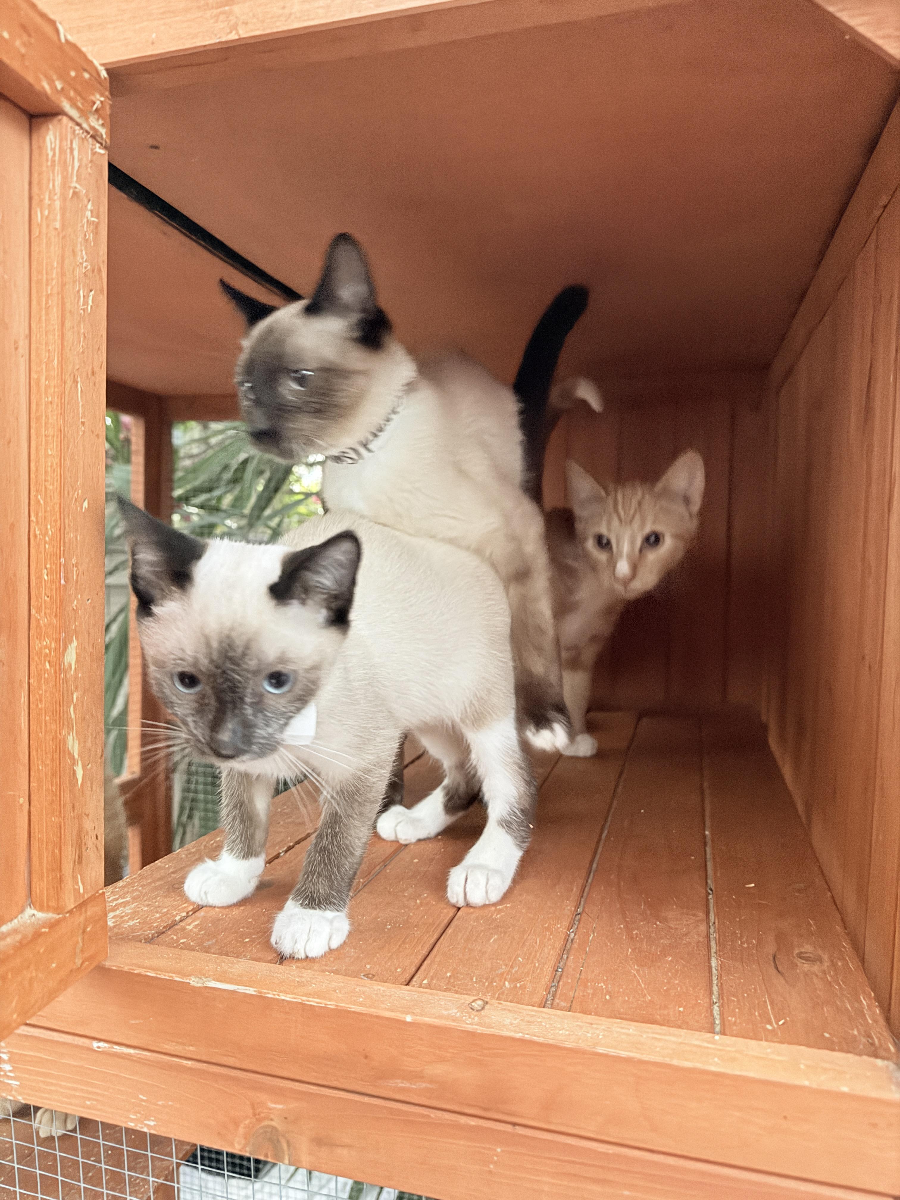 Jacob, an adoptable Siamese in Oceanside, CA image 3/3
