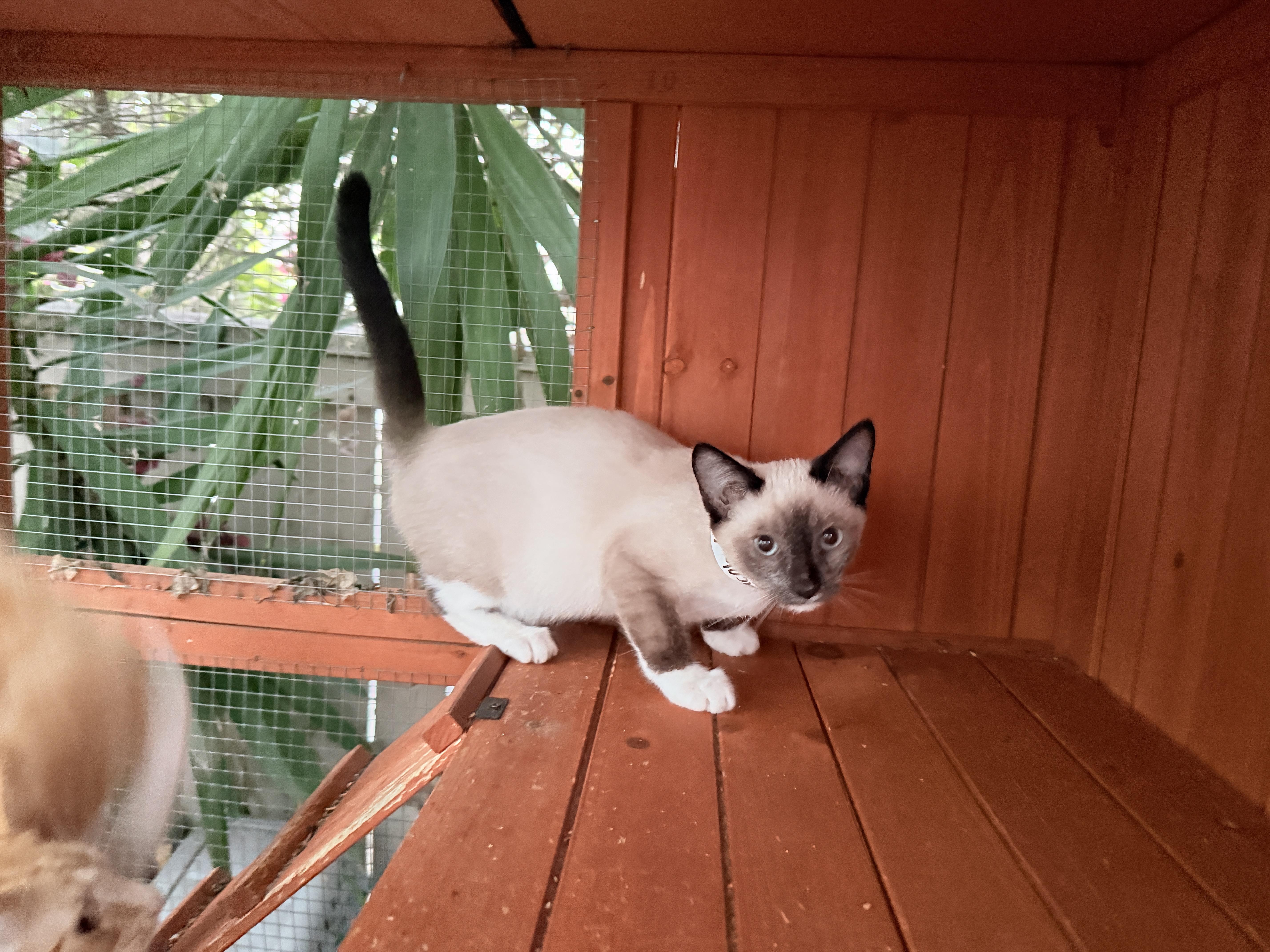 Jacob, an adoptable Siamese in Oceanside, CA image 2/3