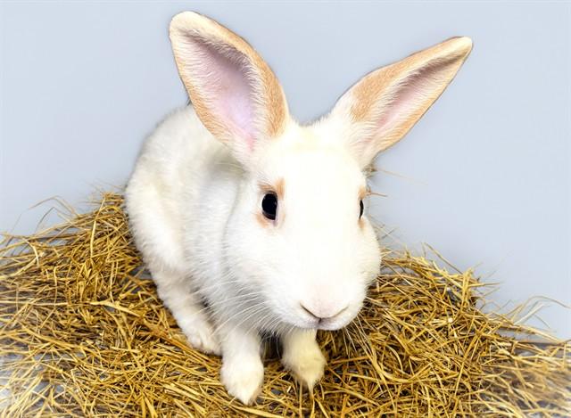 Enlarge TULIO, a Adoptable Bunny Rabbit in Fort Lauderdale, FL image 1/1